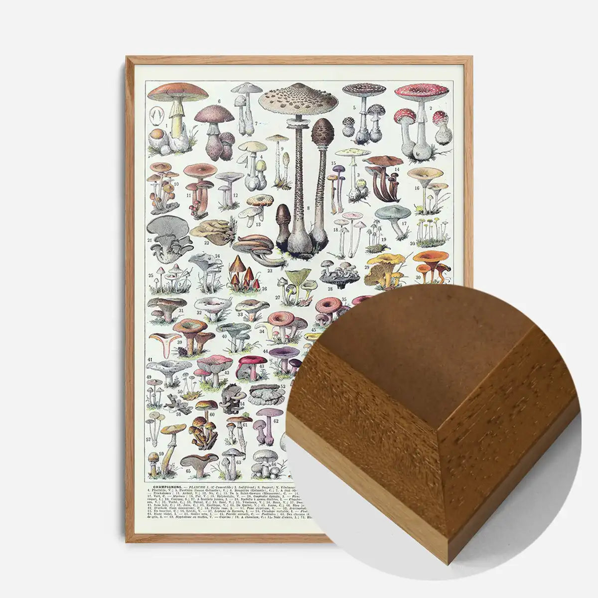 Vintage Mushrooms Chart Poster 1