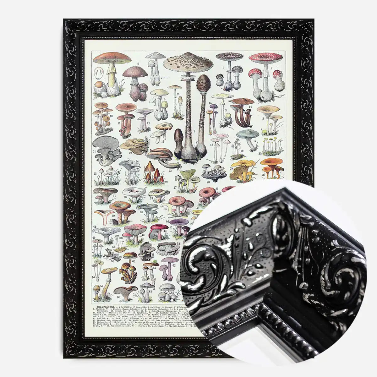 Vintage Mushrooms Chart Poster 1