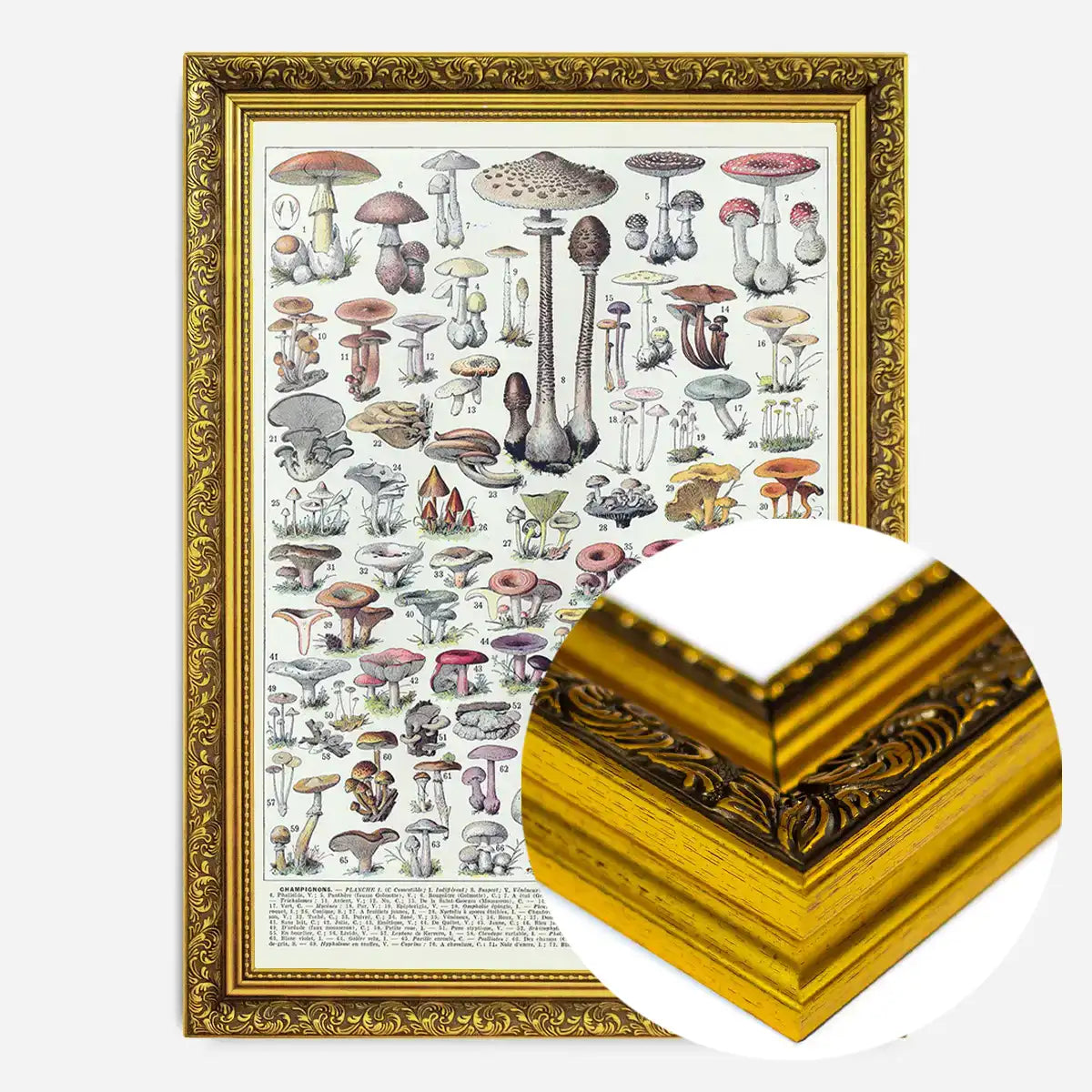 Vintage Mushrooms Chart Poster 1