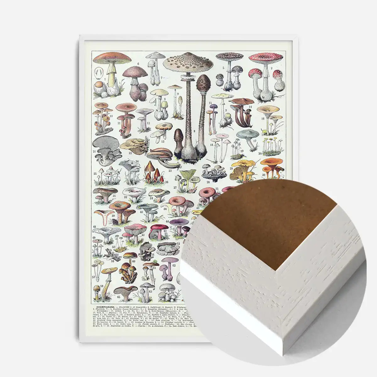 Vintage Mushrooms Chart Poster 1