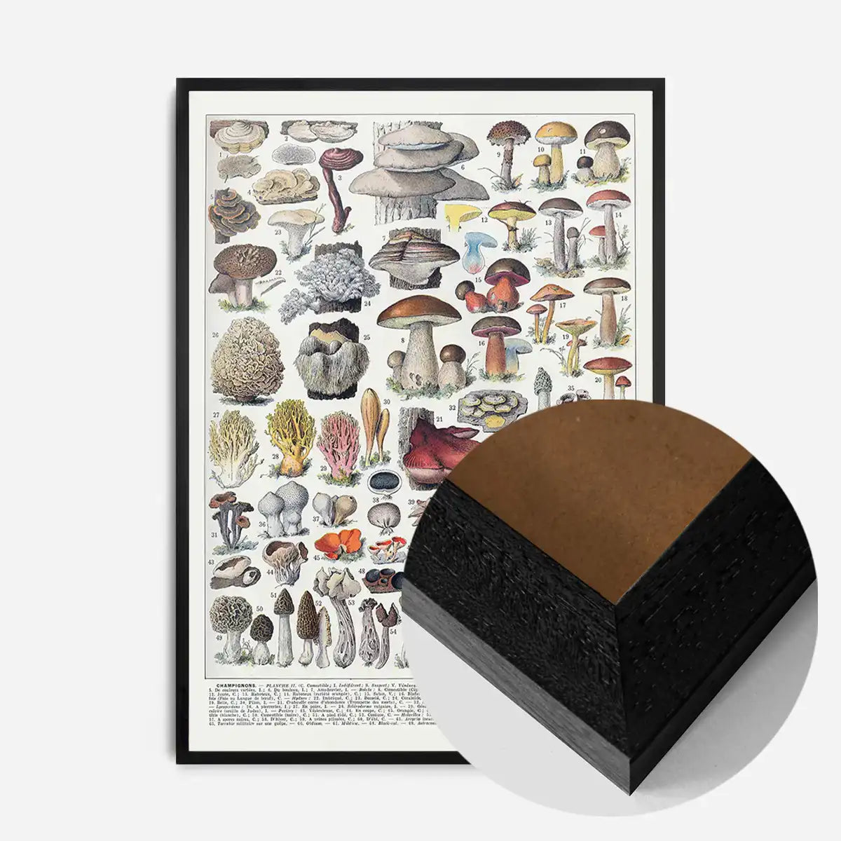 Vintage Mushrooms Chart Poster 2
