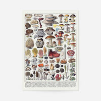 Vintage Mushrooms Chart Poster 2