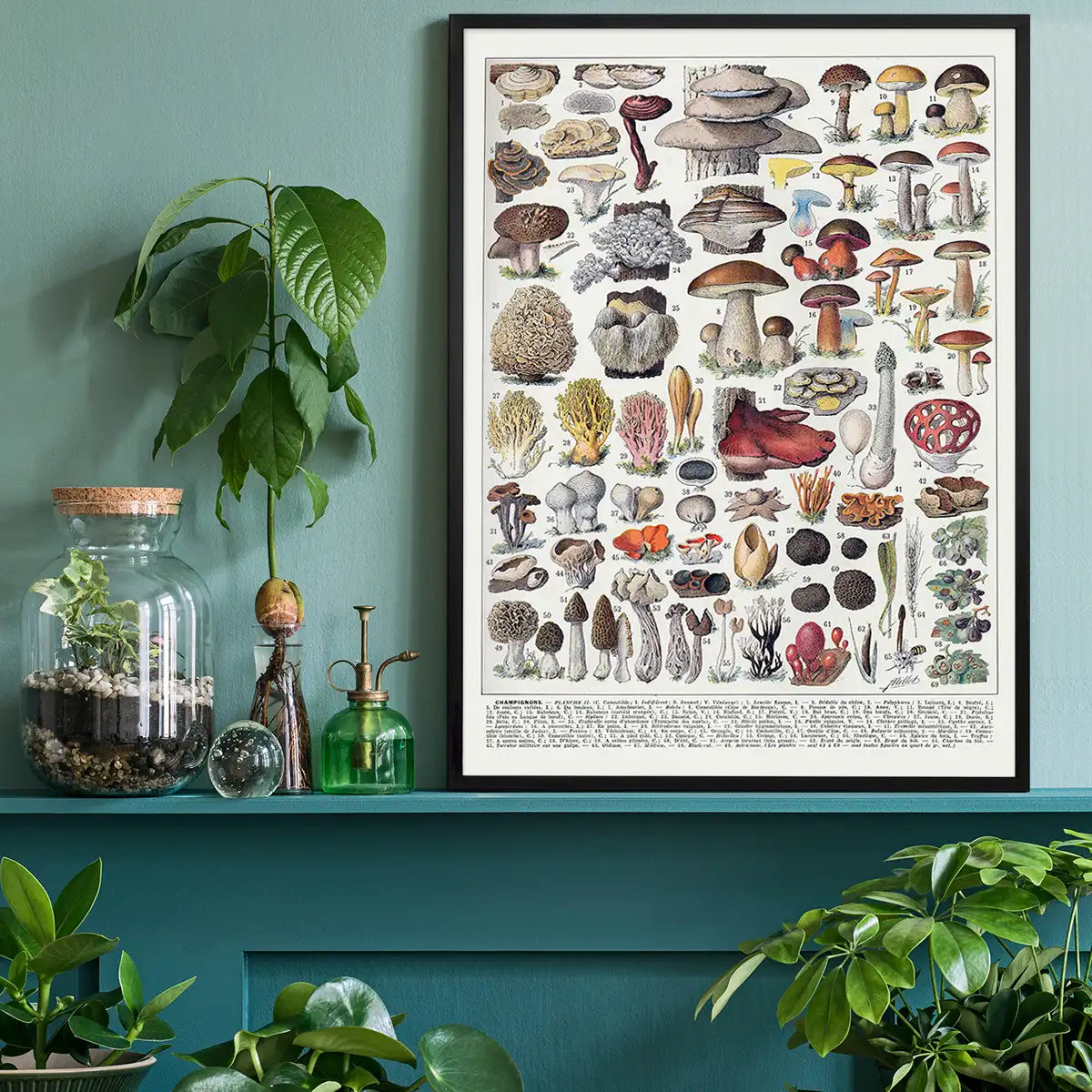 Vintage Mushrooms Chart Poster 2