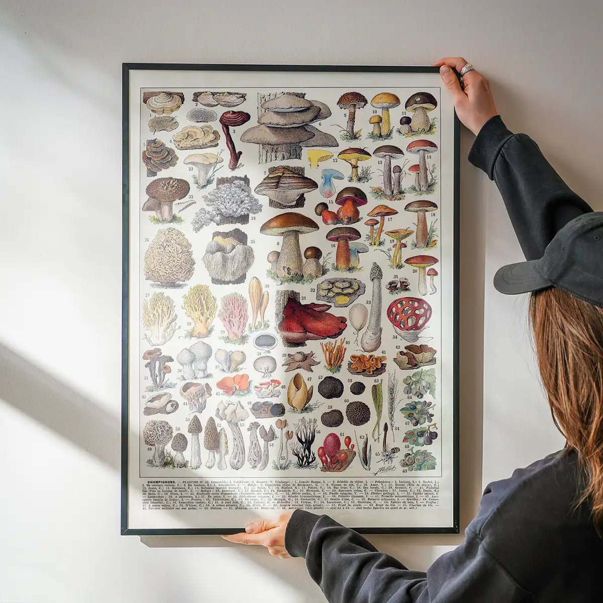 Vintage Mushrooms Chart Poster 2