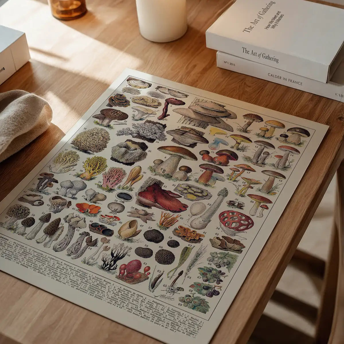 Vintage Mushrooms Chart Poster 2