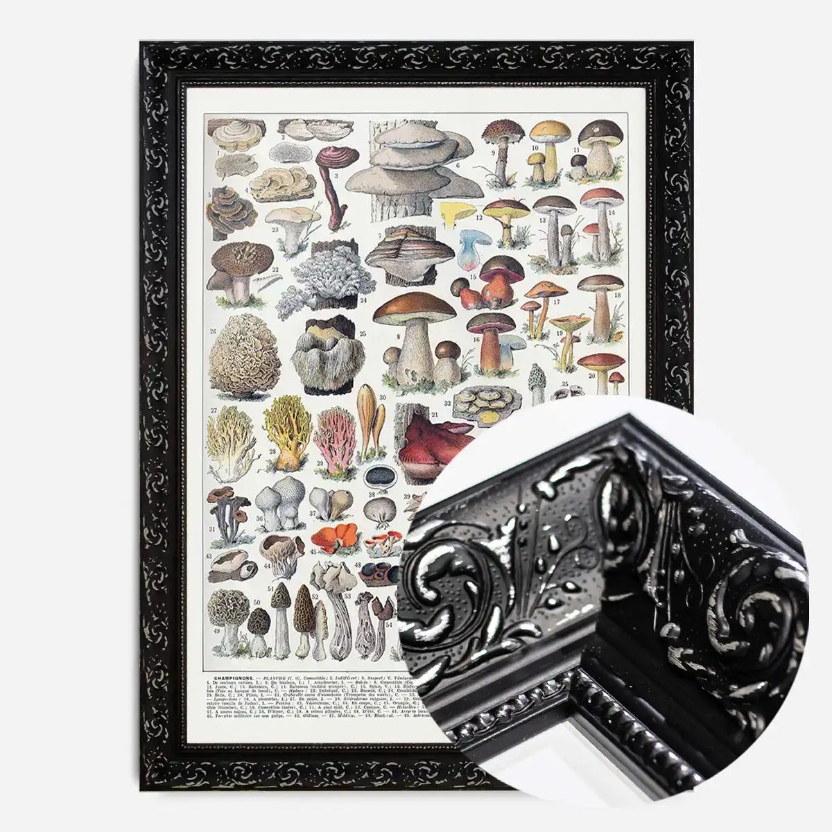 Vintage Mushrooms Chart Poster 2