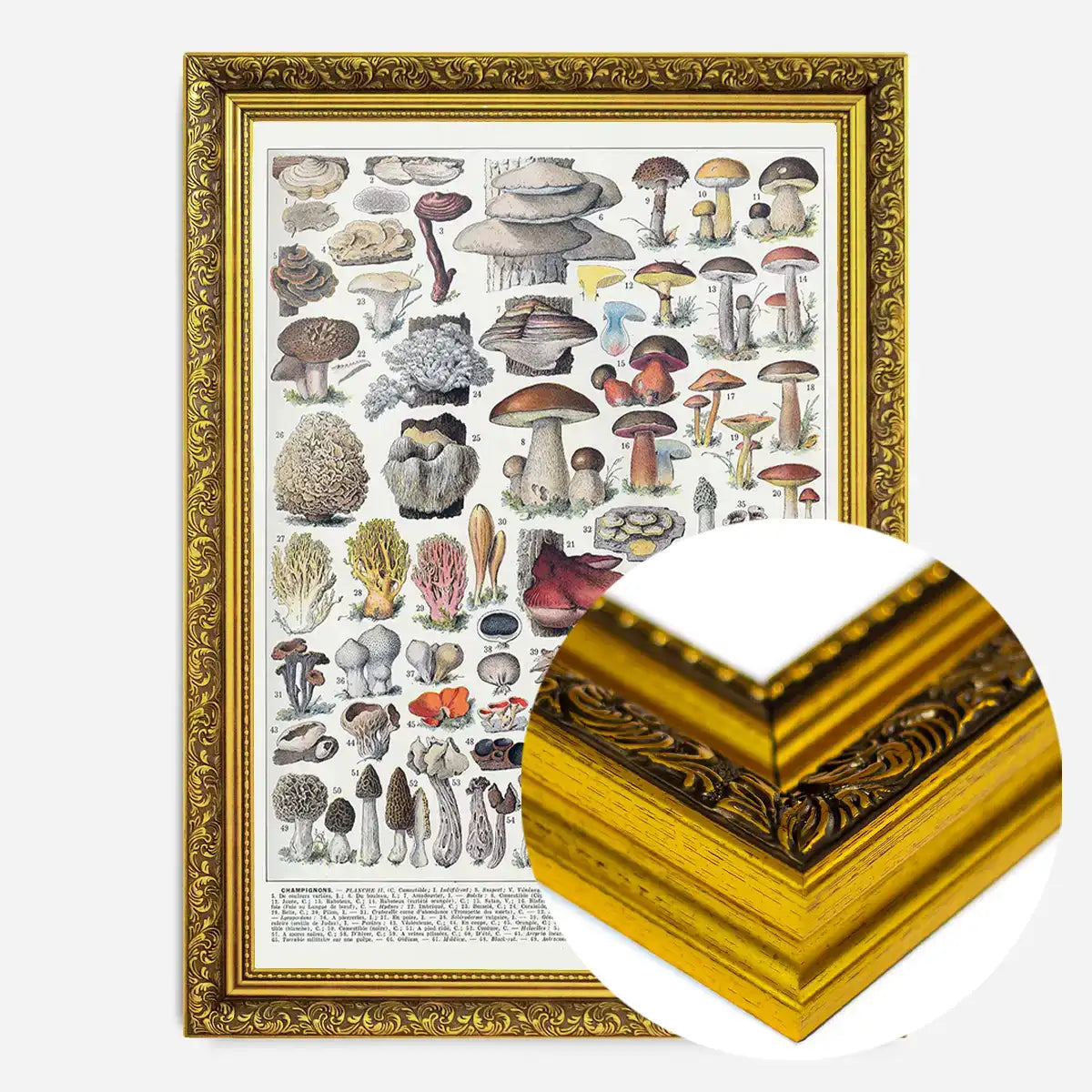 Vintage Mushrooms Chart Poster 2