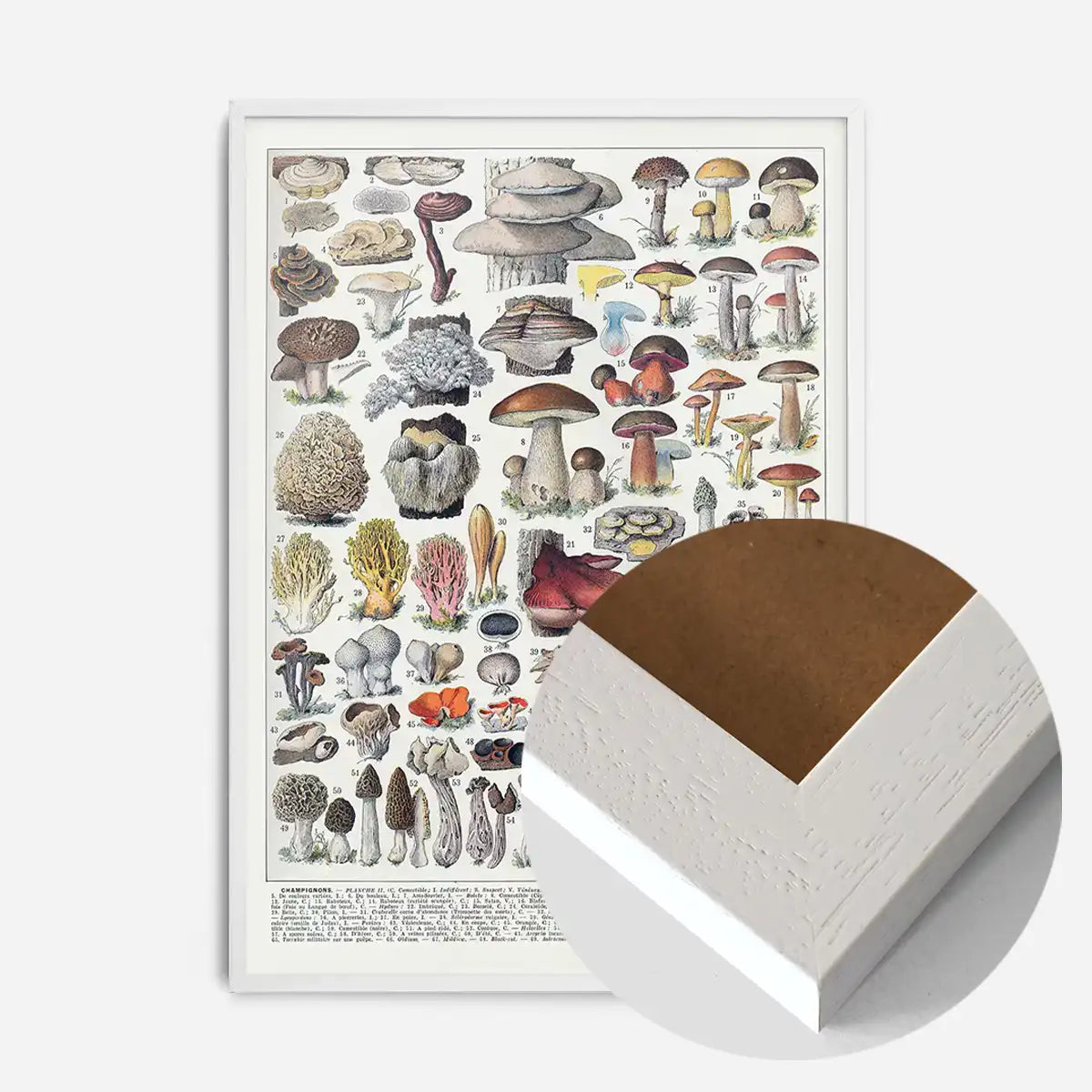 Vintage Mushrooms Chart Poster 2