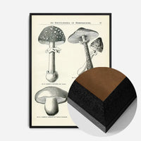 Vintage Black and White Mushrooms - Encyclopaedia Of Horticulture