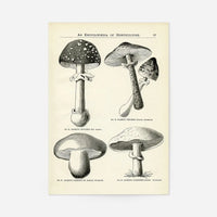 Vintage Black and White Mushrooms - Encyclopaedia Of Horticulture