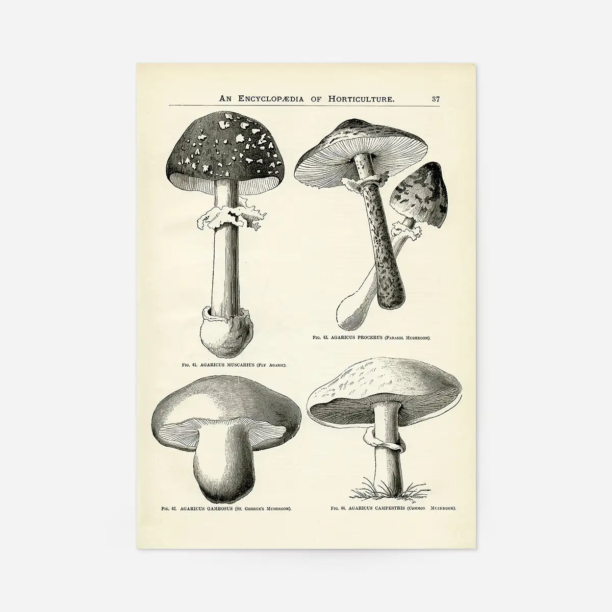 Vintage Black and White Mushrooms - Encyclopaedia Of Horticulture