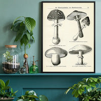 Vintage Black and White Mushrooms - Encyclopaedia Of Horticulture