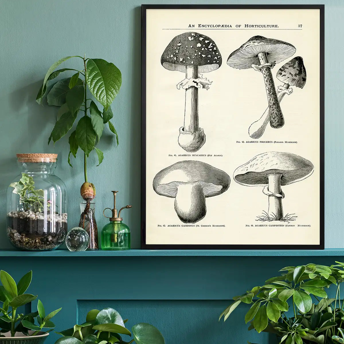 Vintage Black and White Mushrooms - Encyclopaedia Of Horticulture