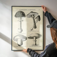 Vintage Black and White Mushrooms - Encyclopaedia Of Horticulture