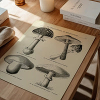 Vintage Black and White Mushrooms - Encyclopaedia Of Horticulture