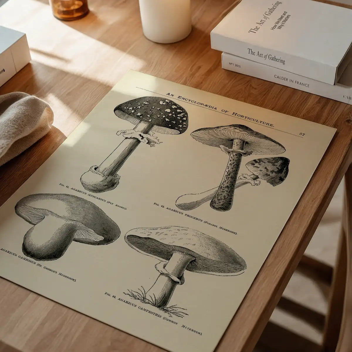 Vintage Black and White Mushrooms - Encyclopaedia Of Horticulture