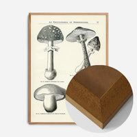 Vintage Black and White Mushrooms - Encyclopaedia Of Horticulture
