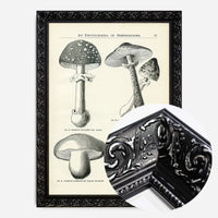 Vintage Black and White Mushrooms - Encyclopaedia Of Horticulture