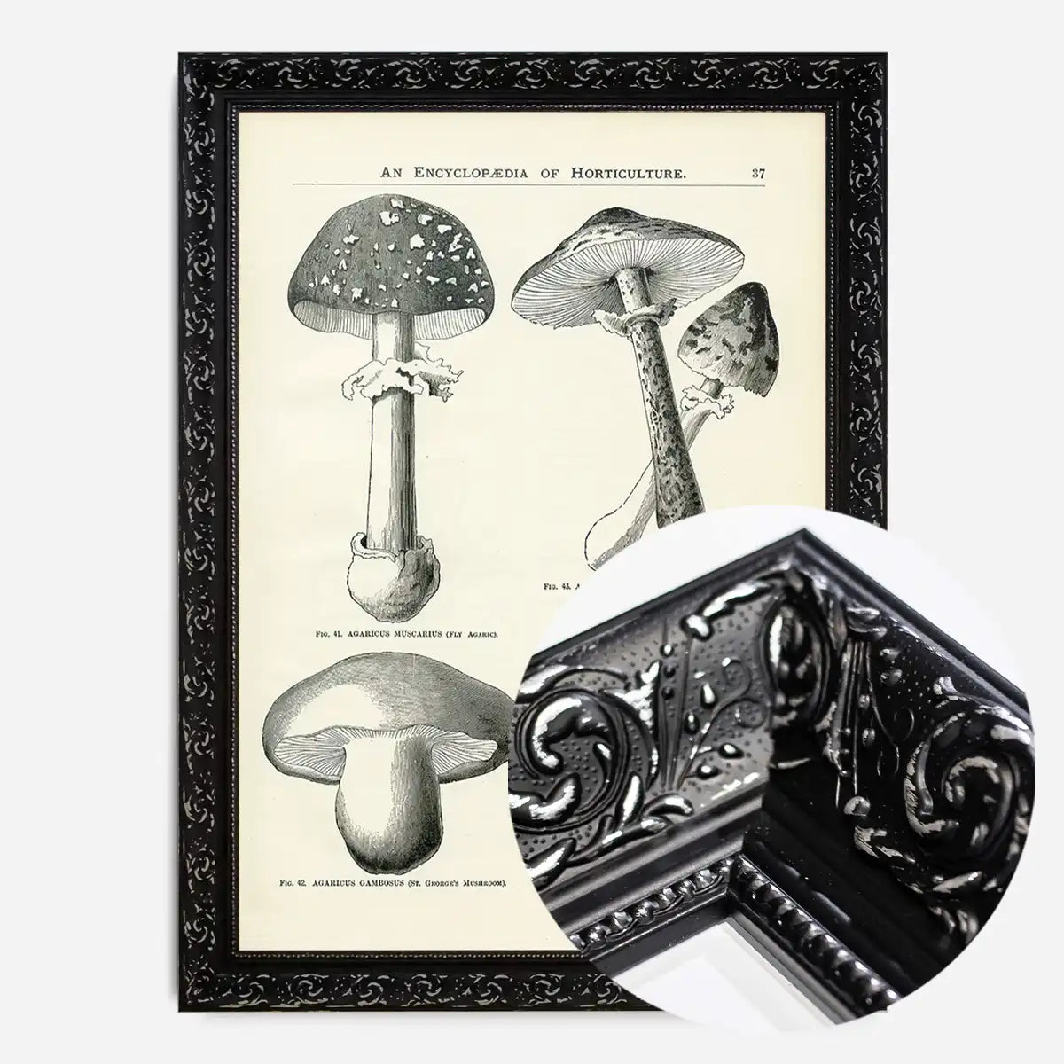 Vintage Black and White Mushrooms - Encyclopaedia Of Horticulture