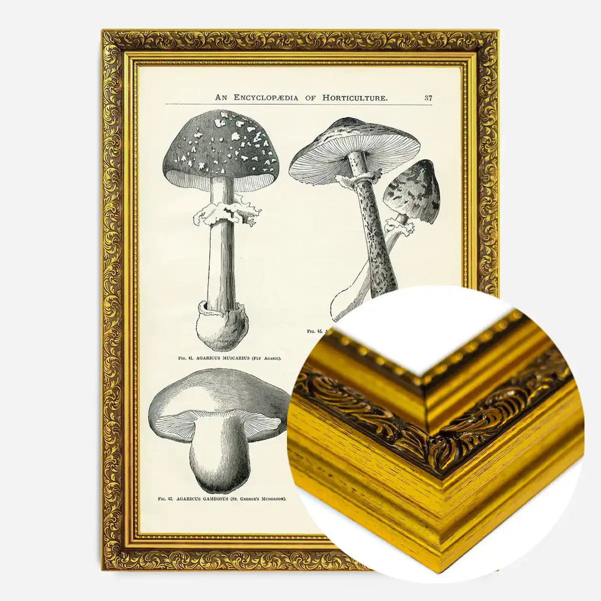 Vintage Black and White Mushrooms - Encyclopaedia Of Horticulture