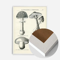 Vintage Black and White Mushrooms - Encyclopaedia Of Horticulture