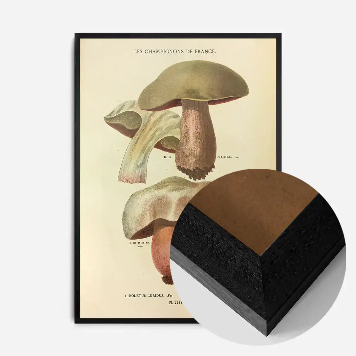 Les Champignons De France - Boletus Luridus
