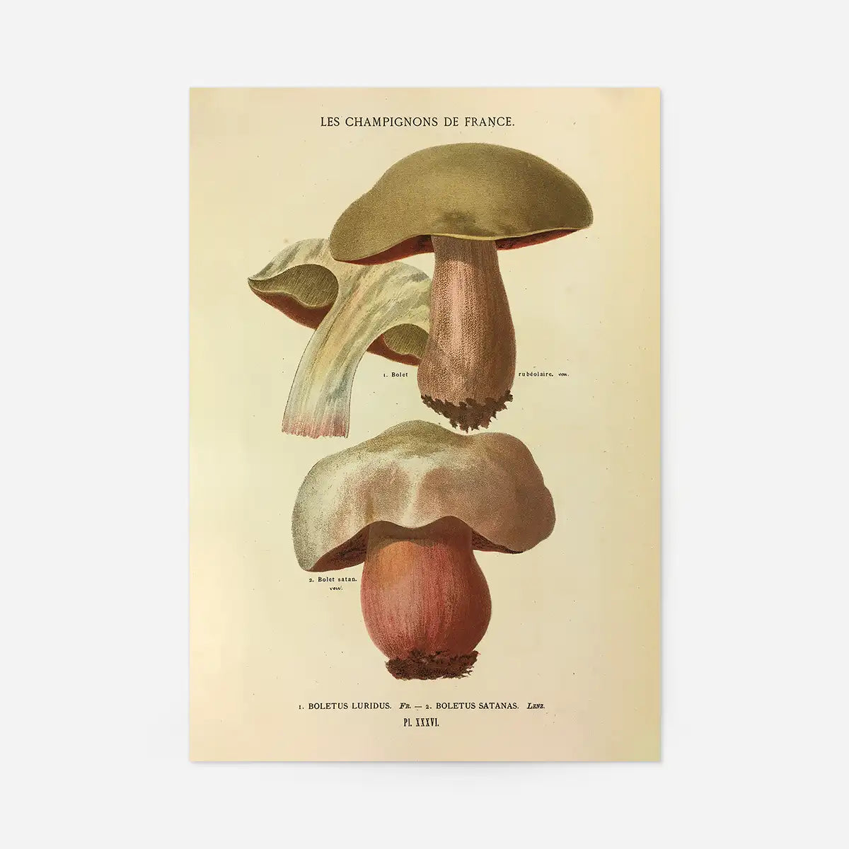 Les Champignons De France - Boletus Luridus