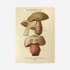 Les Champignons De France - Boletus Luridus