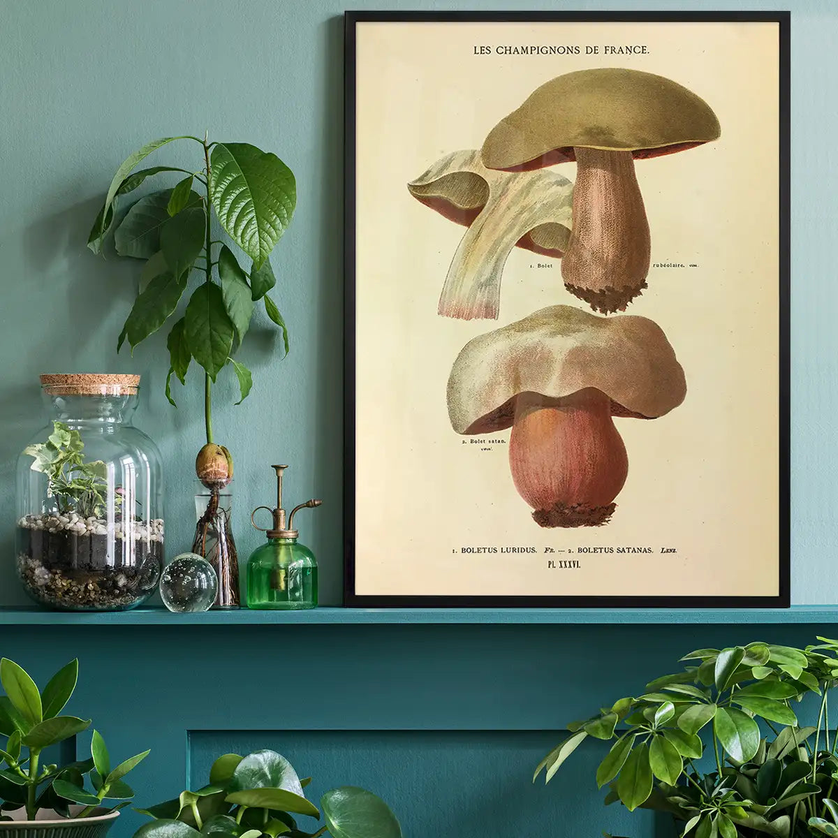 Les Champignons De France - Boletus Luridus