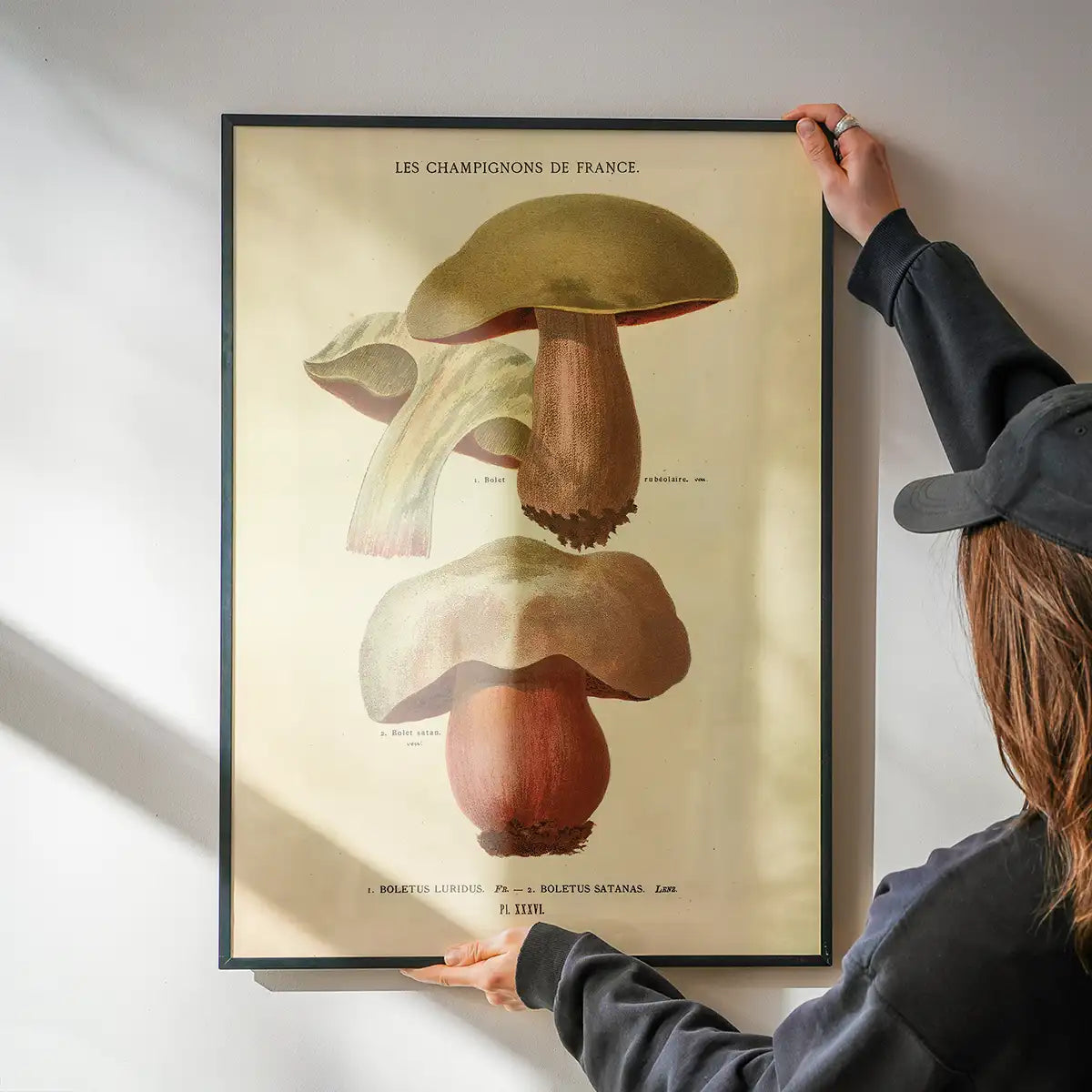 Les Champignons De France - Boletus Luridus