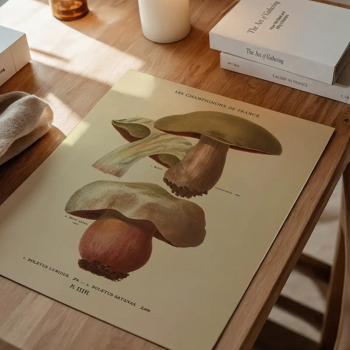 Les Champignons De France - Boletus Luridus