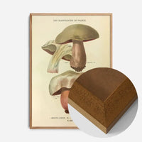 Les Champignons De France - Boletus Luridus