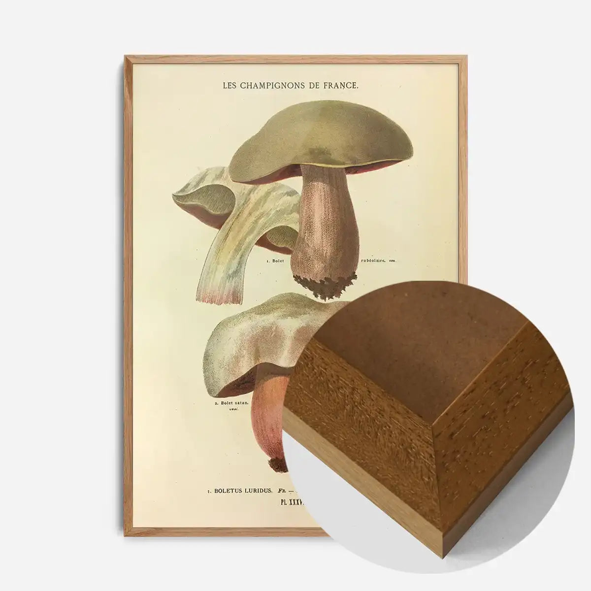 Les Champignons De France - Boletus Luridus