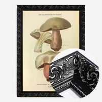 Les Champignons De France - Boletus Luridus
