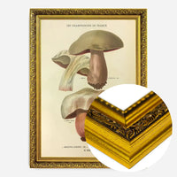 Les Champignons De France - Boletus Luridus