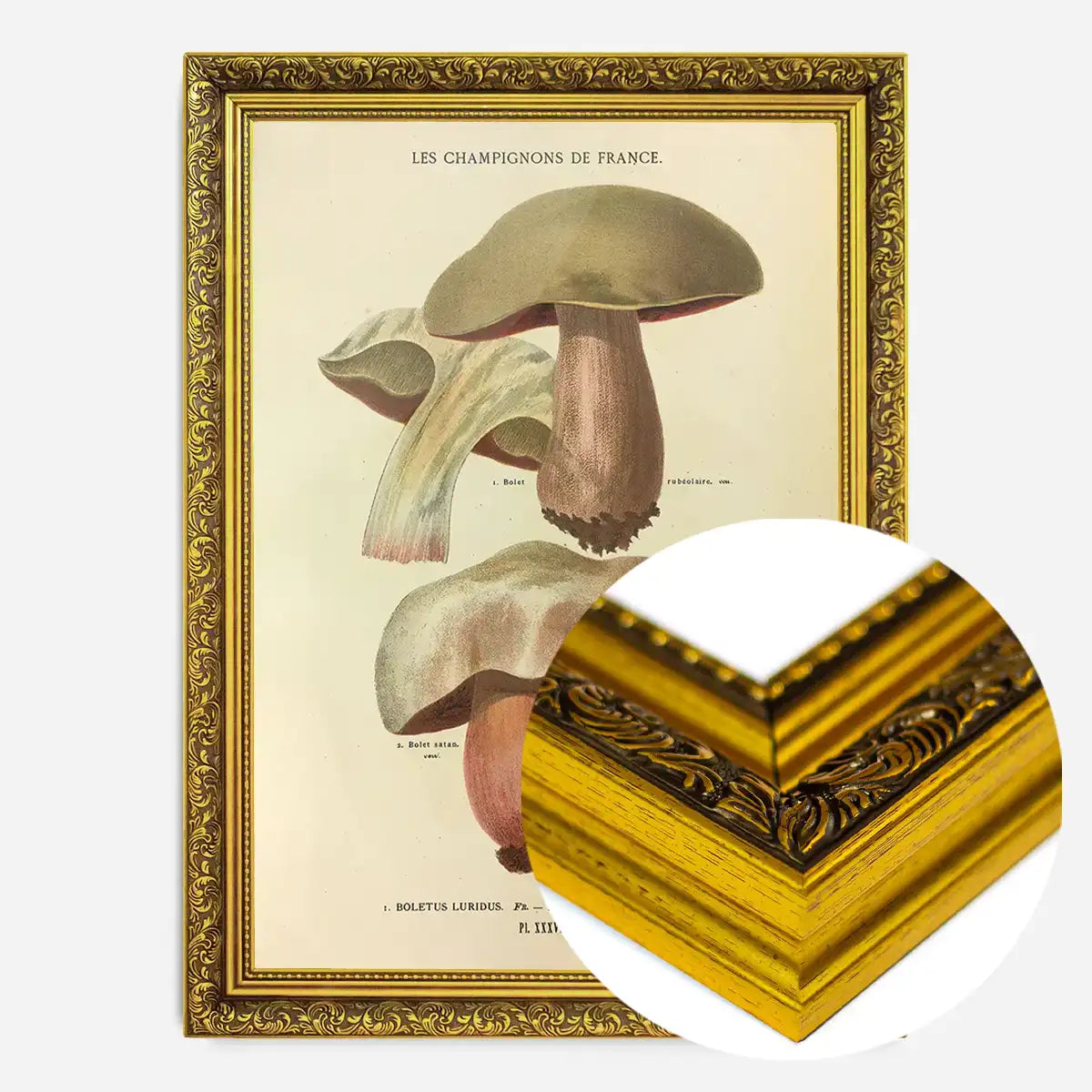Les Champignons De France - Boletus Luridus