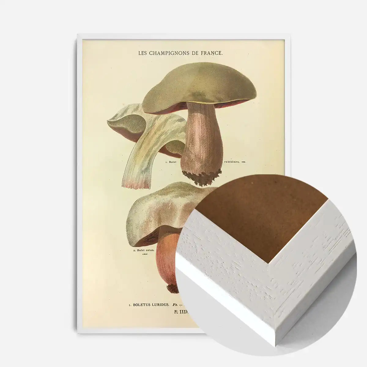 Les Champignons De France - Boletus Luridus