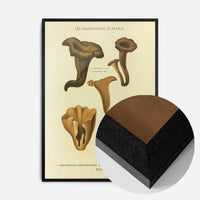 Les Champignons De France - Craterellus Cornucopioides
