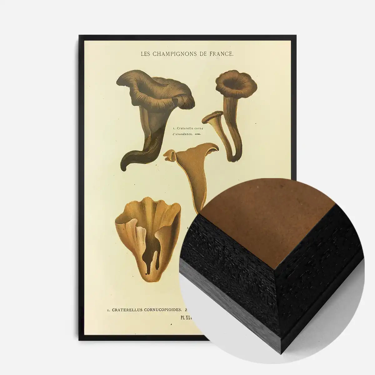 Les Champignons De France - Craterellus Cornucopioides