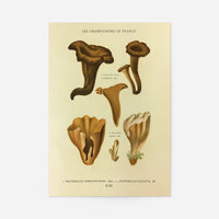 Les Champignons De France - Craterellus Cornucopioides