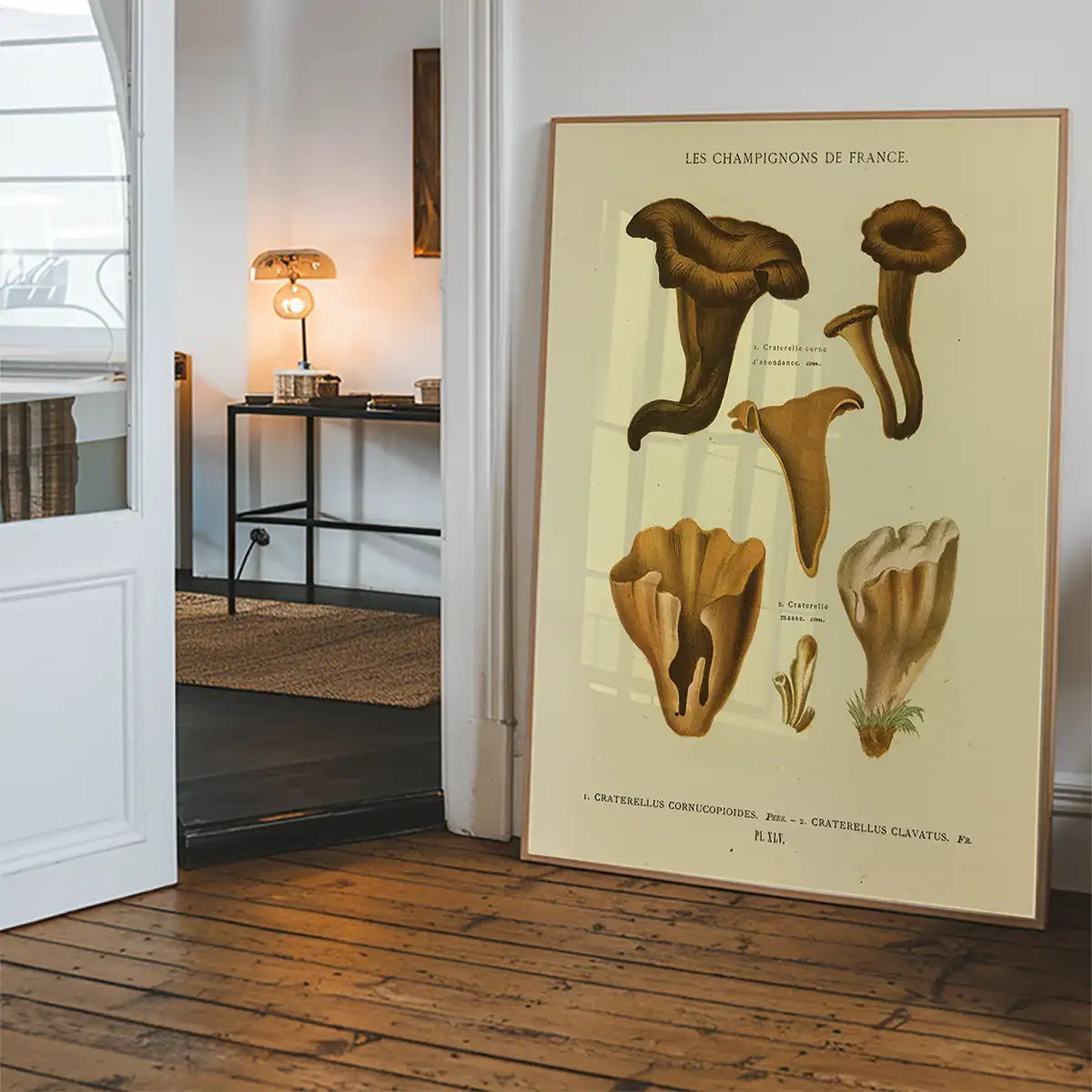 Les Champignons De France - Craterellus Cornucopioides