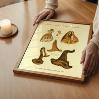 Les Champignons De France - Craterellus Cornucopioides