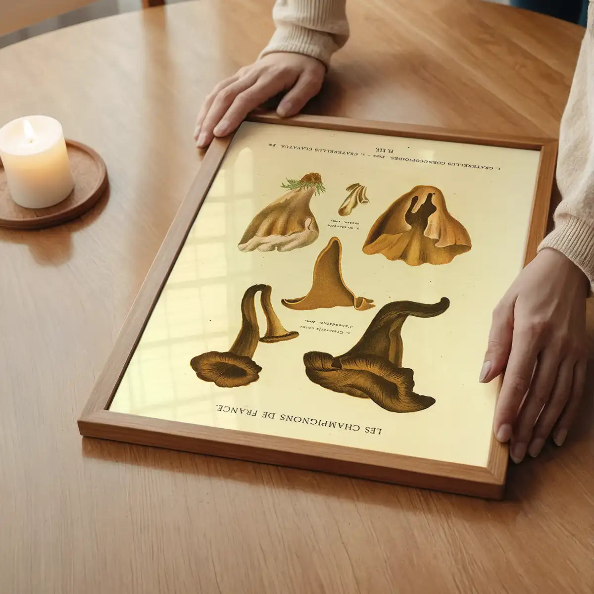 Les Champignons De France - Craterellus Cornucopioides