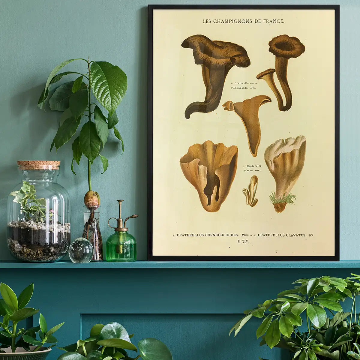 Les Champignons De France - Craterellus Cornucopioides