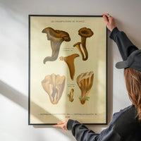 Les Champignons De France - Craterellus Cornucopioides