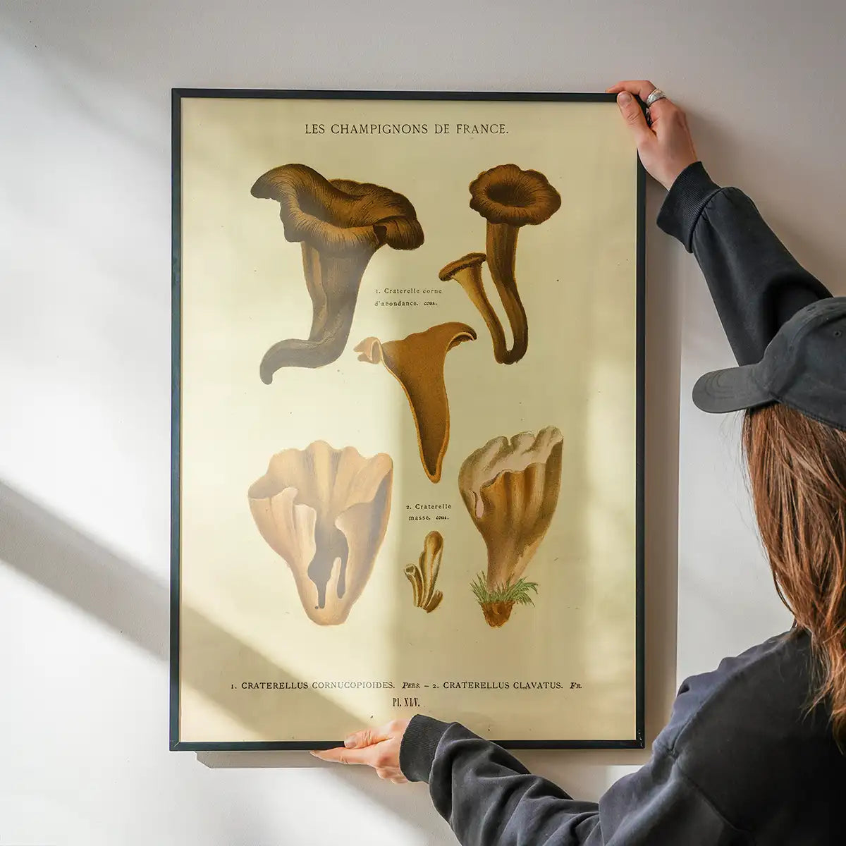 Les Champignons De France - Craterellus Cornucopioides