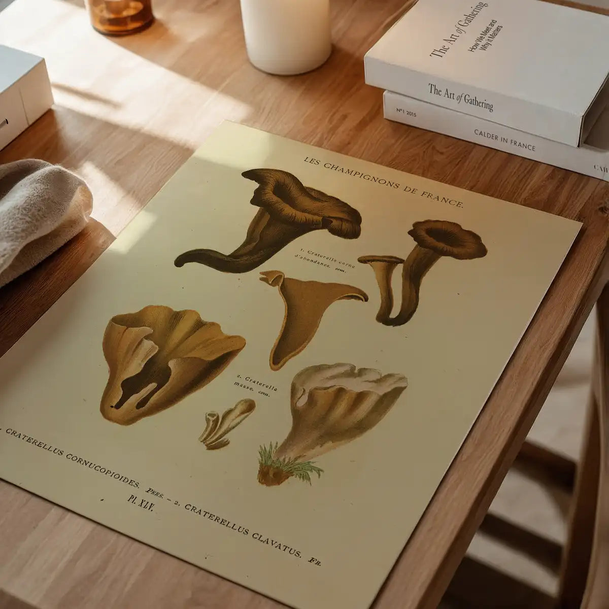 Les Champignons De France - Craterellus Cornucopioides