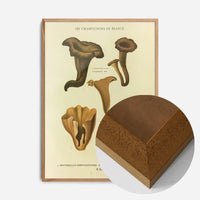 Les Champignons De France - Craterellus Cornucopioides
