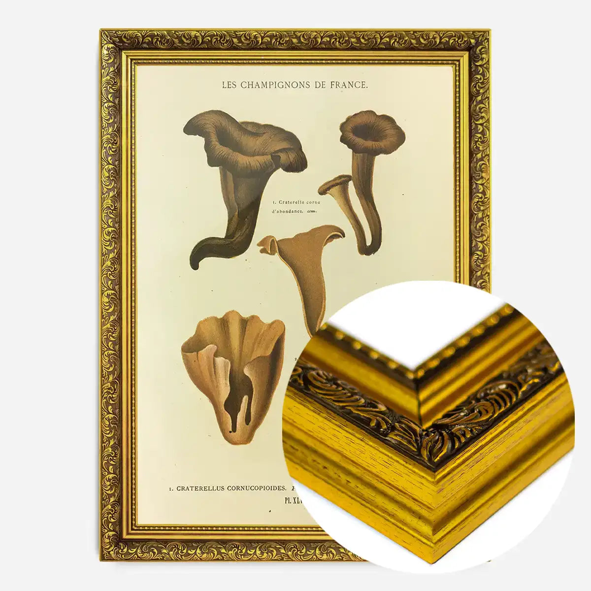 Les Champignons De France - Craterellus Cornucopioides