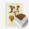 White Wood Frame